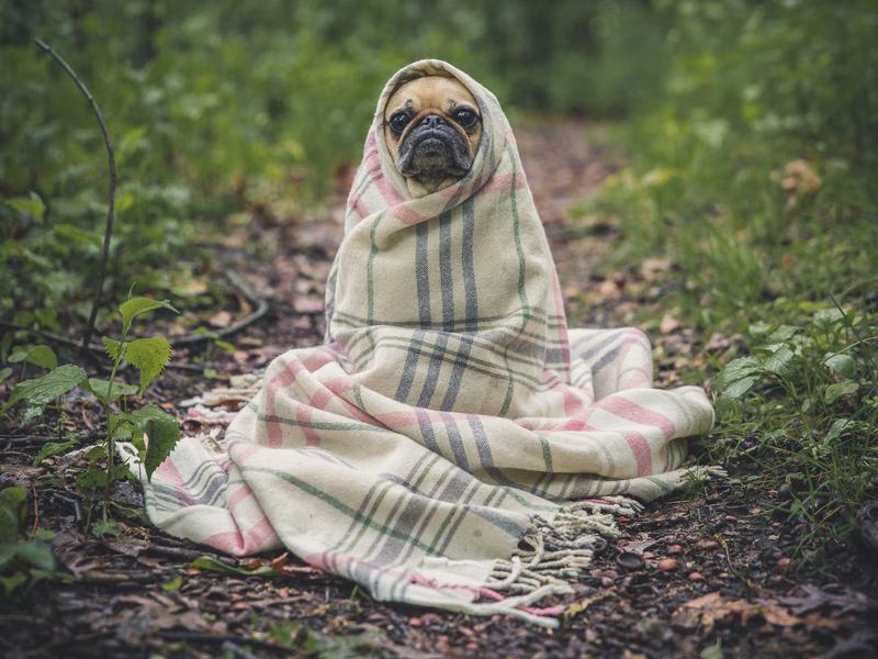 版权卫士<br>原创保护与内容去重检测